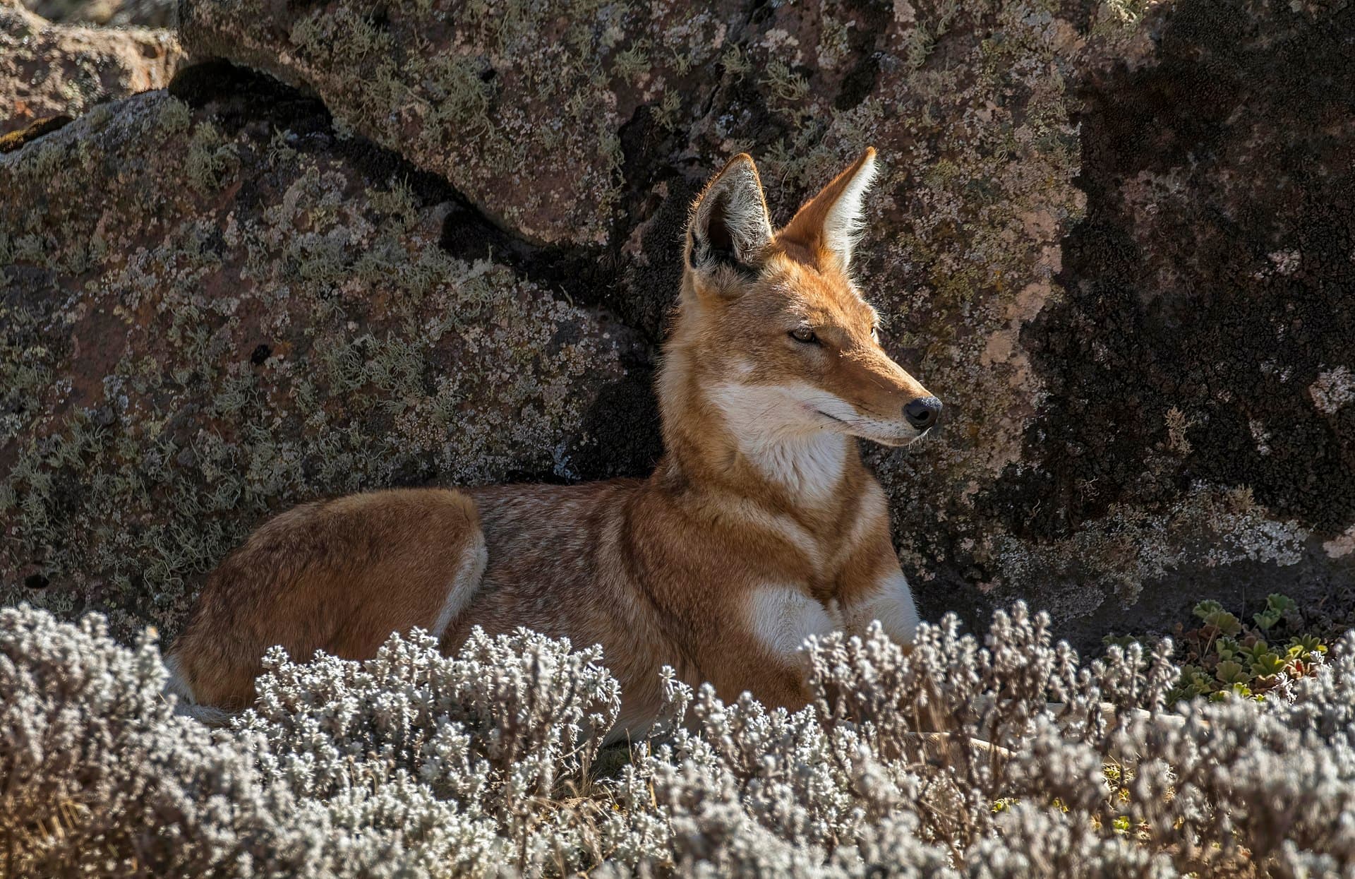 Ethiopian wolf standing in Afro-alpine grassland